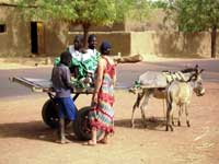 Transporte t�pico