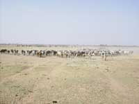 Campamento n�mada de tuaregs